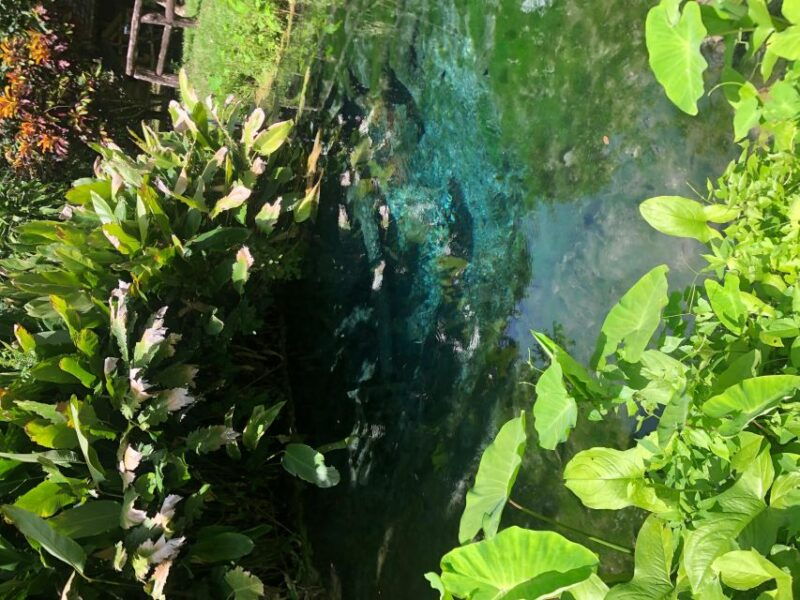 from-chiang-mai-temples-sticky-waterfall-and-orchid-farm