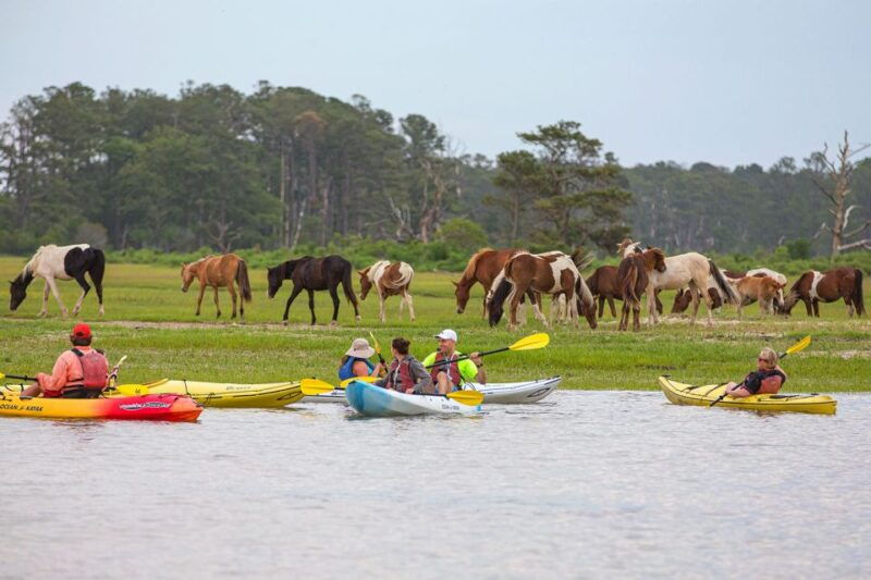 from-chincoteague-guided-kayak-tour-to-assateague-island