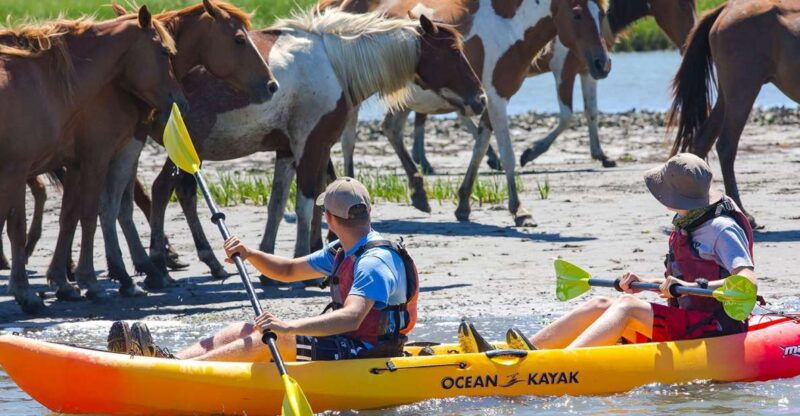 from-chincoteague-guided-kayak-tour-to-assateague-island
