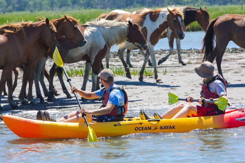 from-chincoteague-guided-kayak-tour-to-assateague-island