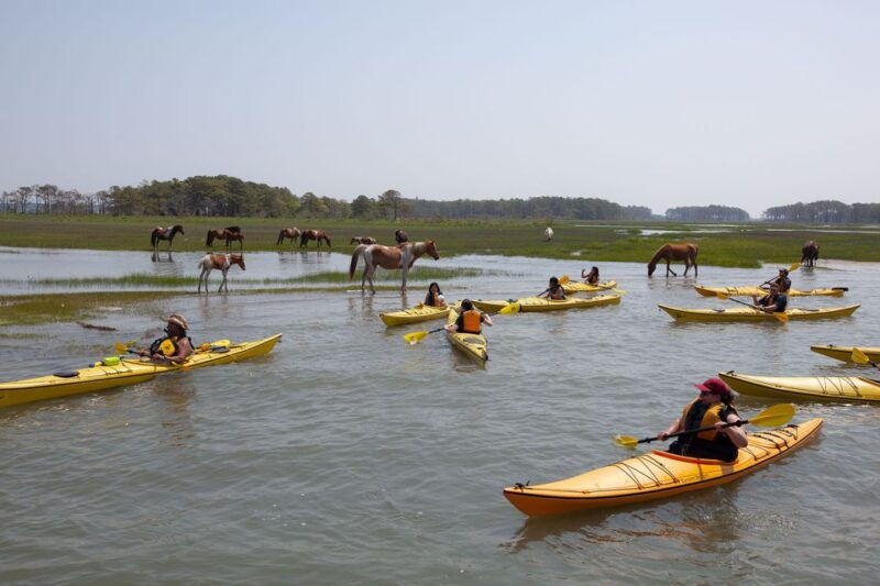 from-chincoteague-guided-kayak-tour-to-assateague-island