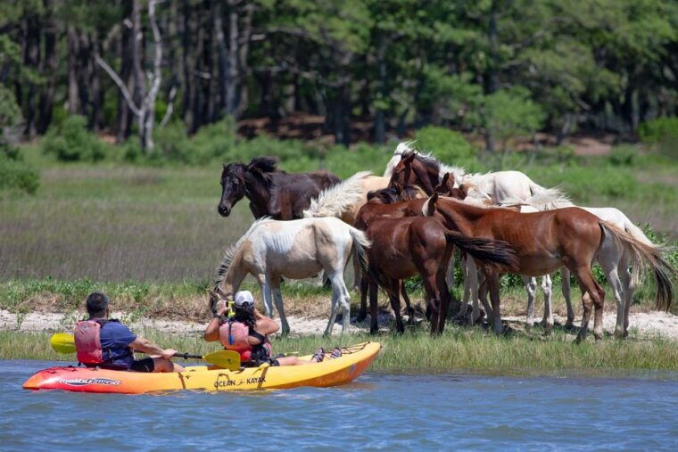 from-chincoteague-guided-kayak-tour-to-assateague-island