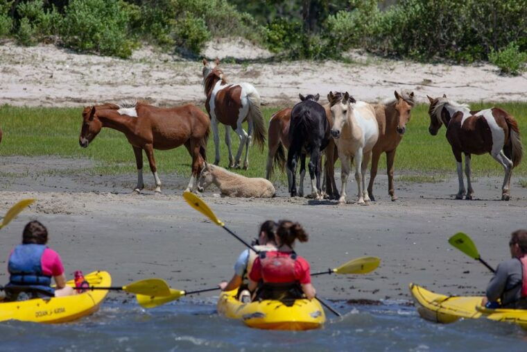from-chincoteague-guided-kayak-tour-to-assateague-island