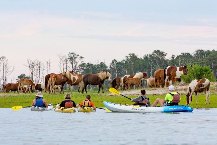 from-chincoteague-guided-kayak-tour-to-assateague-island