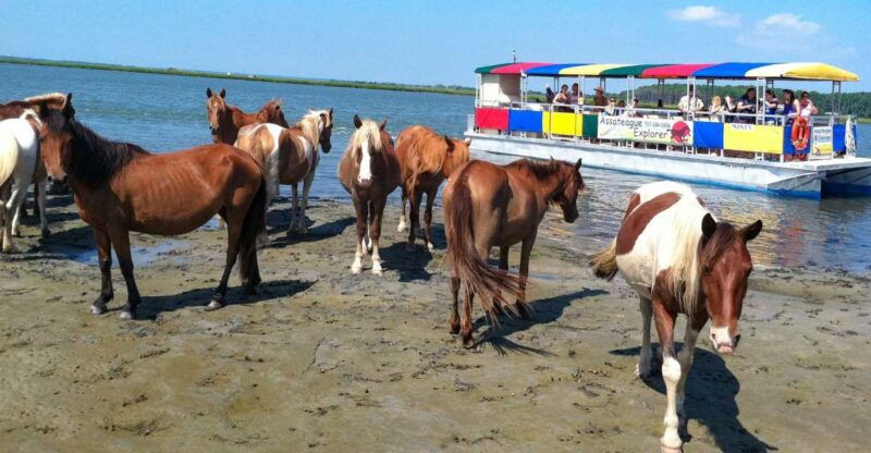 from-chincoteague-island-assateague-island-boat-tour