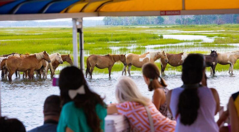 from-chincoteague-island-assateague-island-boat-tour