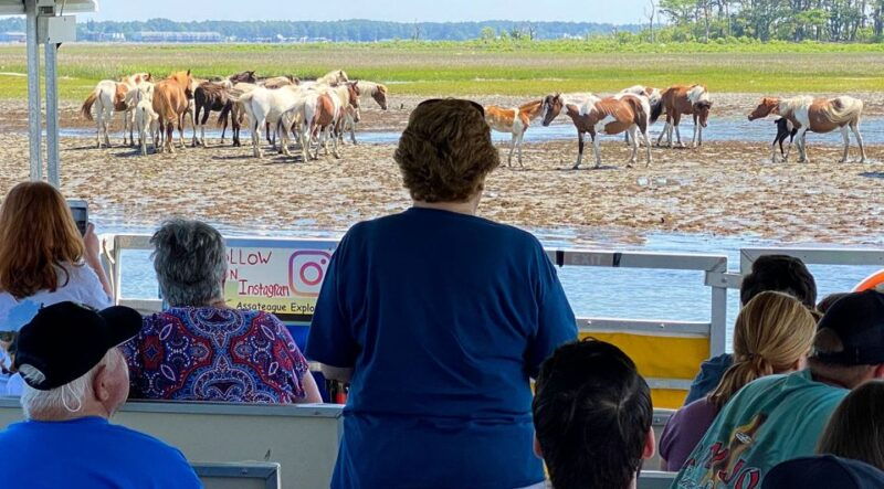 from-chincoteague-island-assateague-island-boat-tour