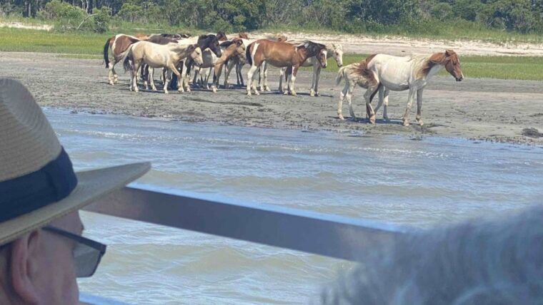 from-chincoteague-island-assateague-island-boat-tour