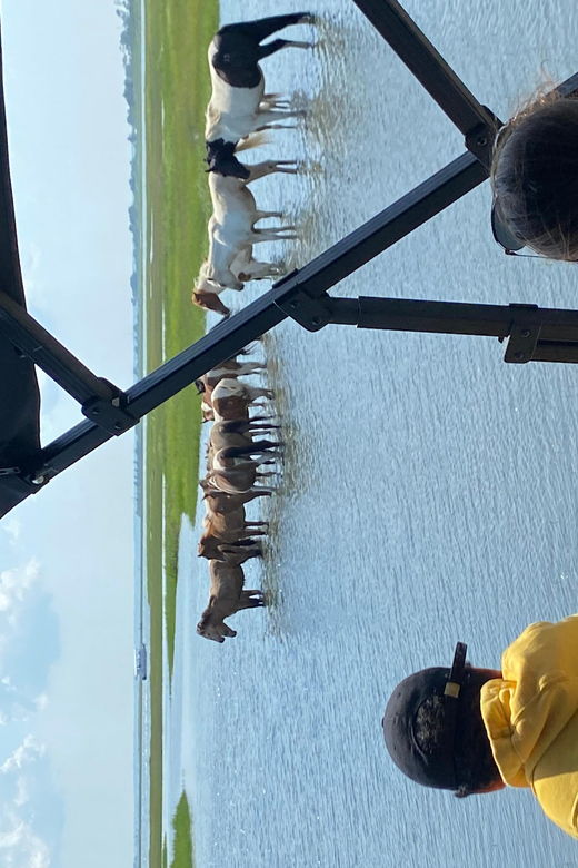 from-chincoteague-pony-and-wildlife-boat-tour