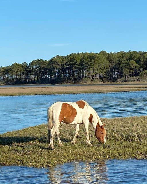 from-chincoteague-pony-and-wildlife-boat-tour