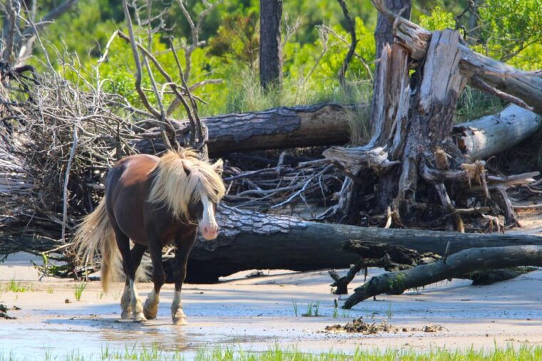 from-chincoteague-pony-and-wildlife-boat-tour