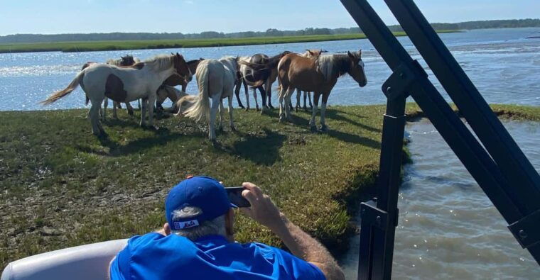 from-chincoteague-pony-and-wildlife-boat-tour