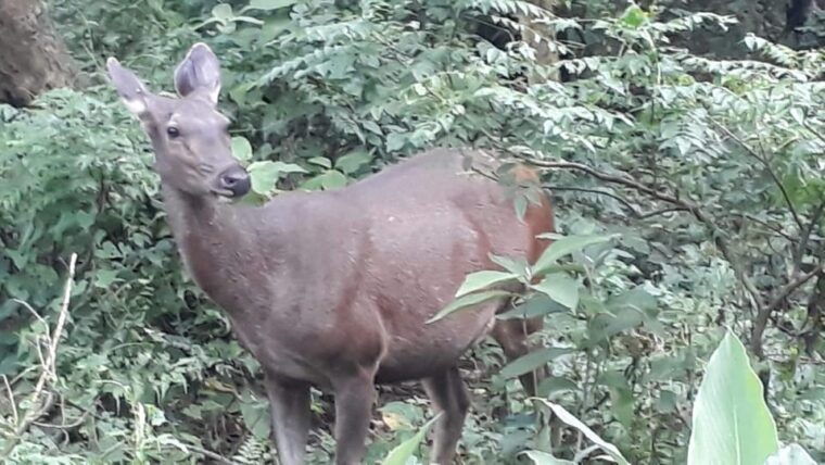 from-chitwan-day-tour-jeep-safaricanoeingjungle-walk