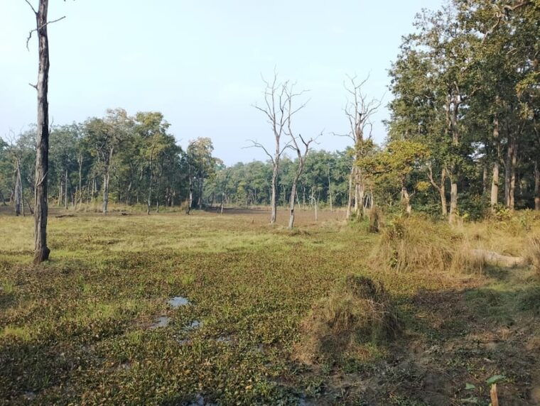 from-chitwan-half-day-caneoing-jungle-walk-with-guide