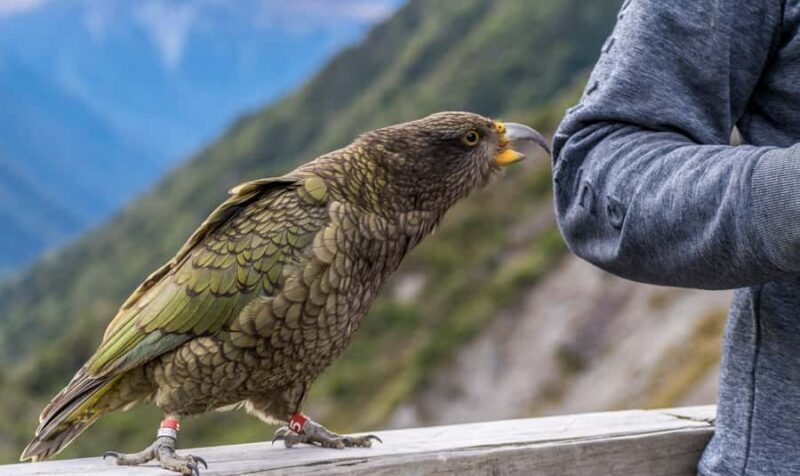 From Christchurch: Arthur's Pass with TranzAlpine & Lunch - A Deep Dive into the Journey