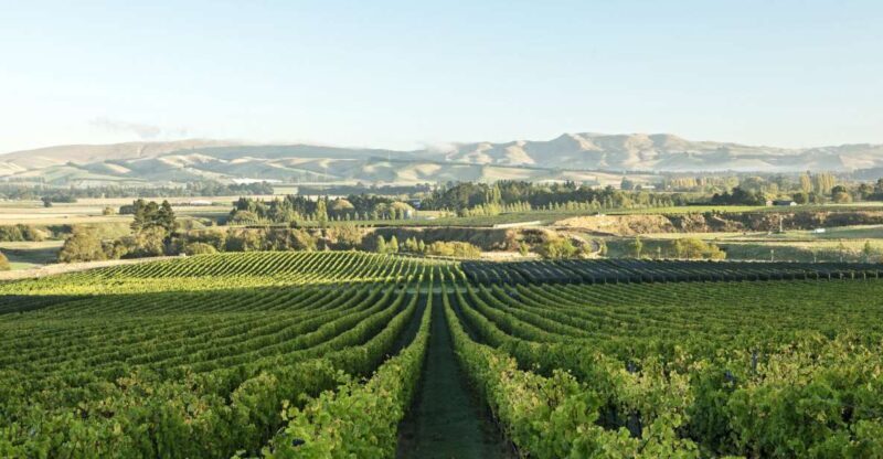 From Christchurch: Guided Local Wine Tours in Waipara - What to Expect from This Tour