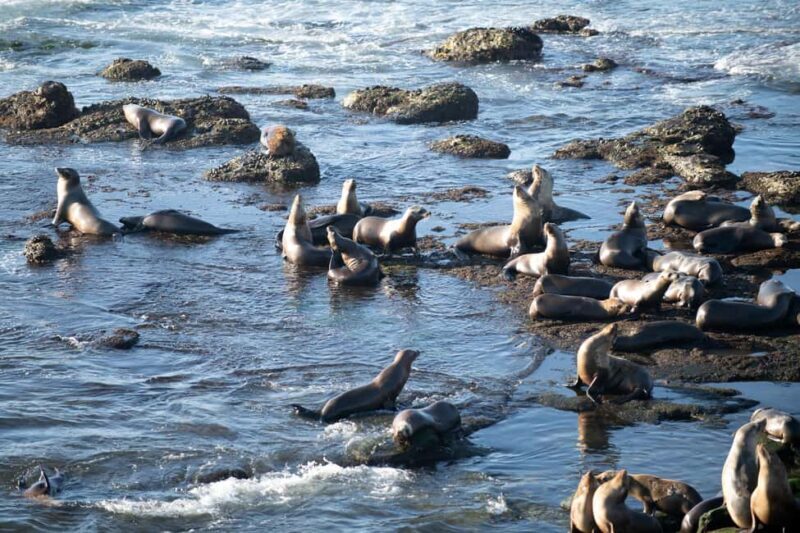From Christchurch: Kaikura Day Tour With Dolphin Encounter - Final Thoughts