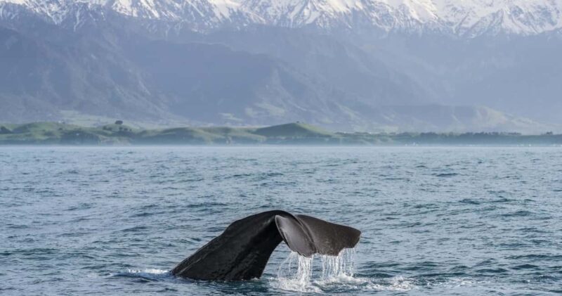 From Christchurch: Private Kaikoura Tour with Guide - Key Points