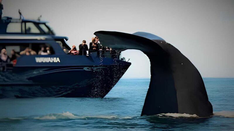 From Christchurch: Private Kaikoura Tour with Guide - Wildlife Encounters and Scenic Highlights