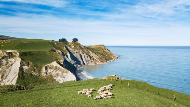 From Christchurch: Sheep Farm Day Trip with Lunch & Winery - Practical Tips for Travelers