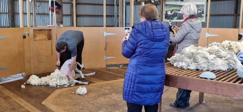 From Christchurch: Sheep Farm Day Trip with Lunch & Winery - Final Thoughts: Who Should Consider This Tour?