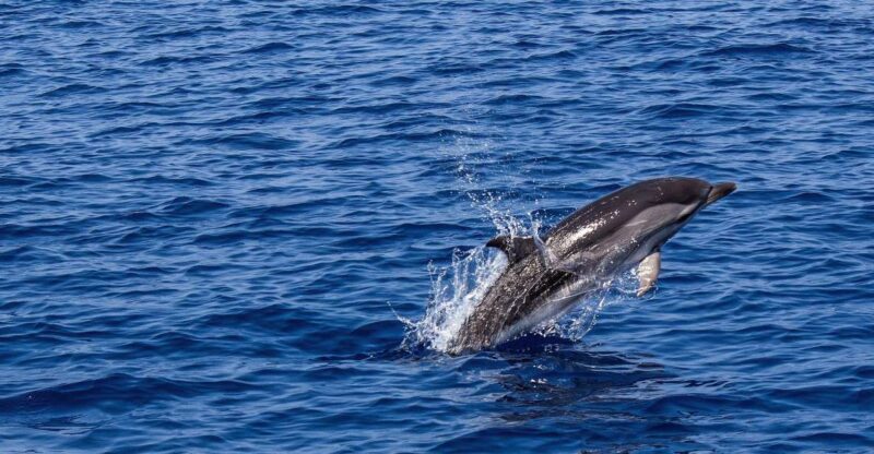 From city of Side: Dolphin Watching Boat Tour with Lunch - Final Thoughts