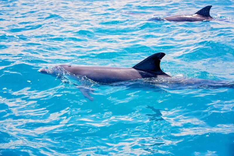 from-city-of-side-dolphin-watching-boat-trip-with-lunch