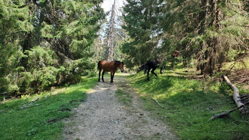 from-cluj-napoca-carpathian-mountains-guided-scenic-hike