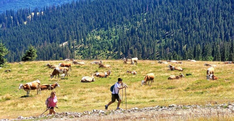 from-cluj-napoca-day-hike-to-vladeasa-peak