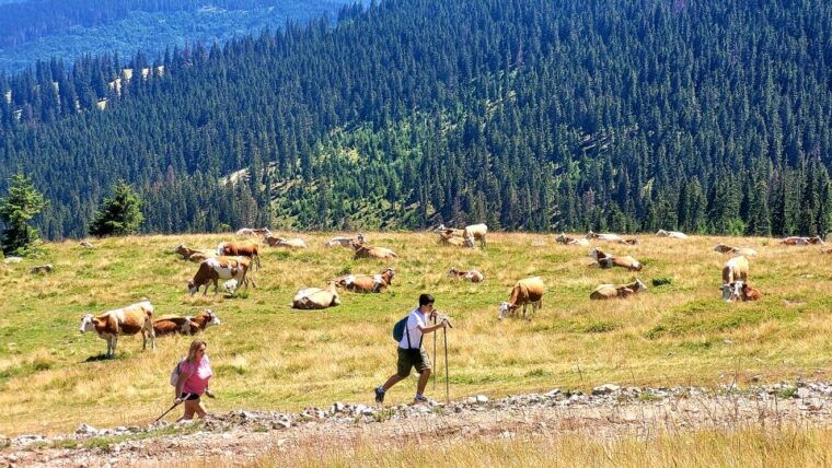 from-cluj-napoca-day-hike-to-vladeasa-peak
