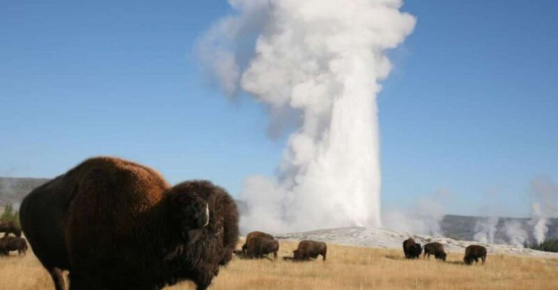 from-cody-full-day-yellowstone-national-park-tour