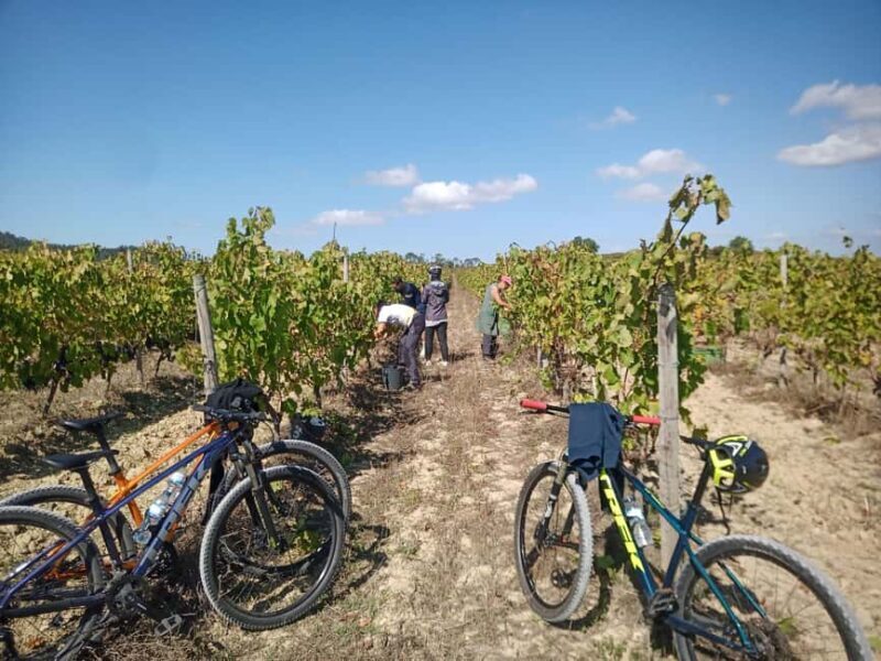From Coimbra: Cycling in the Vineyards of Bairrada - Key Points