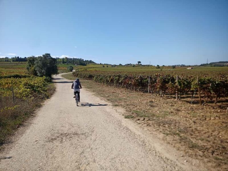 From Coimbra: Cycling in the Vineyards of Bairrada - Who Should Consider This Tour?