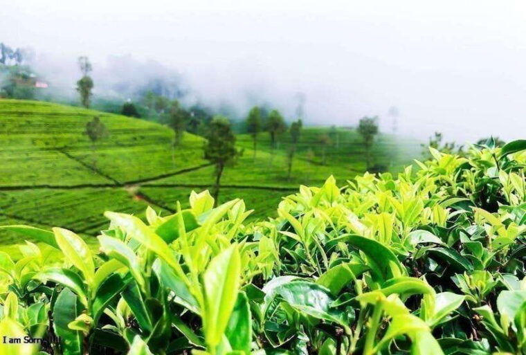 from-colombo-2-day-tour-to-nuwara-eliya-transfer-ella