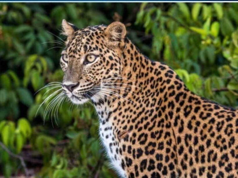 from-colombo-2-day-trip-to-arugam-bay-with-yala-safari