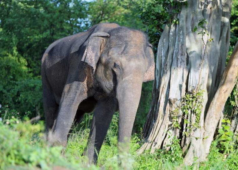 from-colombo-3-day-hill-country-escape-with-train-ride