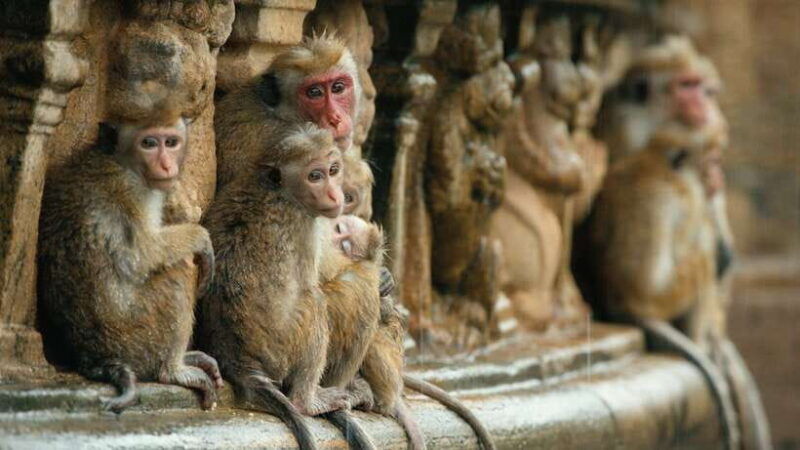 from-colombo-4-day-essence-of-sri-lanka-heritage-tour