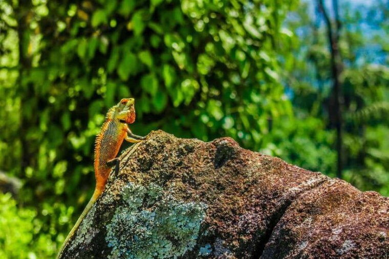 from-colombo-5-day-tour-to-kandy-sigiriya-and-nuwara