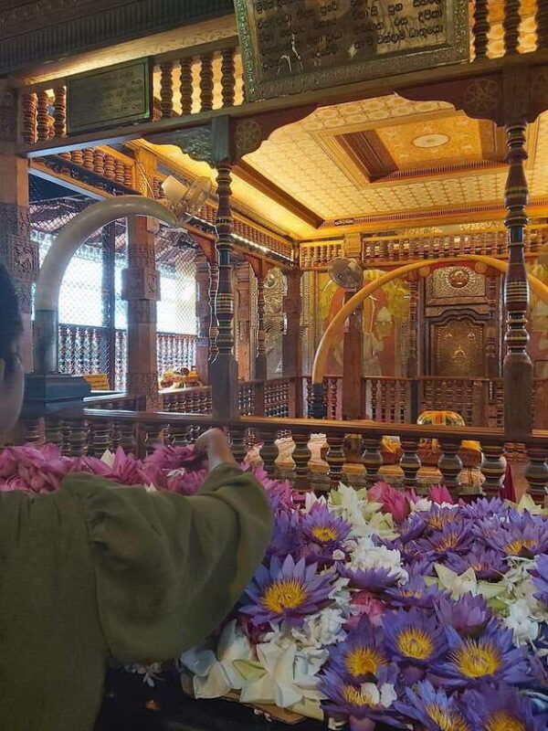 from-colombo-discover-elephant-orphanage-and-kandy-day-tour