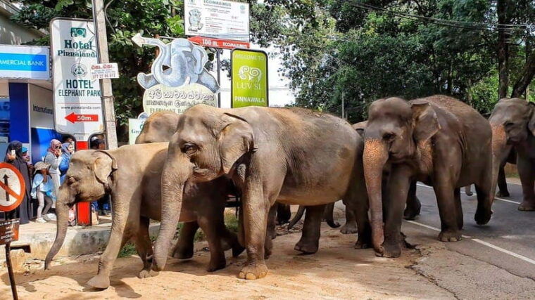 from-colombo-discover-elephant-orphanage-and-kandy-day-tour