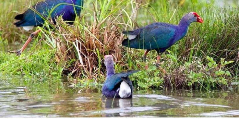 from-colombo-dutch-canal-boat-adventure-private