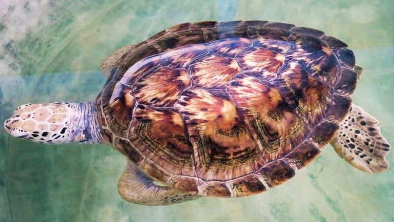 From Colombo: Galle Fort, Madu River, Bentota Day Tour - The Enchanting Madu River Boat Safari