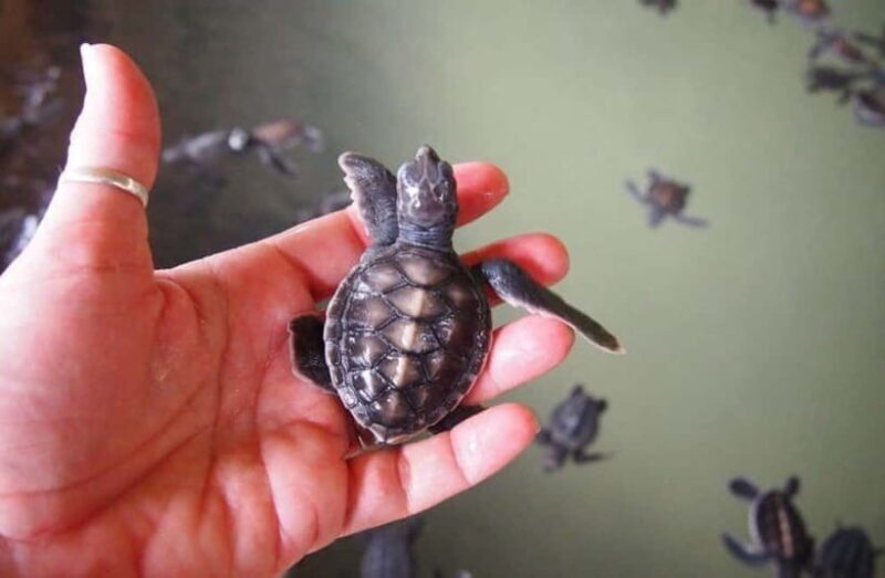 From Colombo: Galle Fort, Madu River, Bentota Day Tour - The Hidden Gem: Meetiyagoda Moonstone Mine