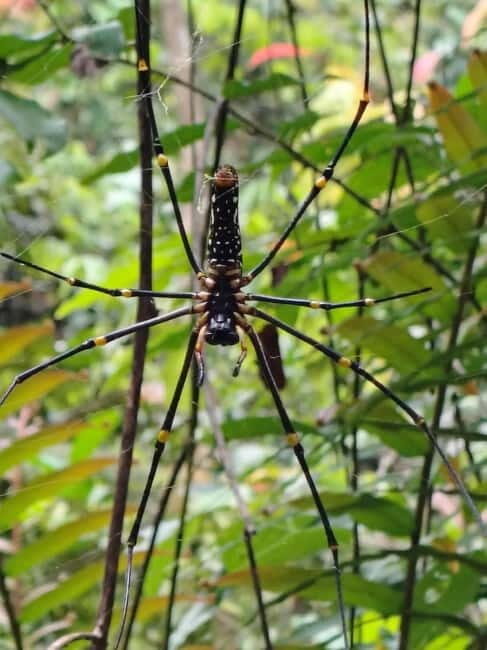 From Colombo/Kalutara: Full-Day Sinharaja Guided Eco Trek - Introduction: An Authentic Trek through Sinharaja