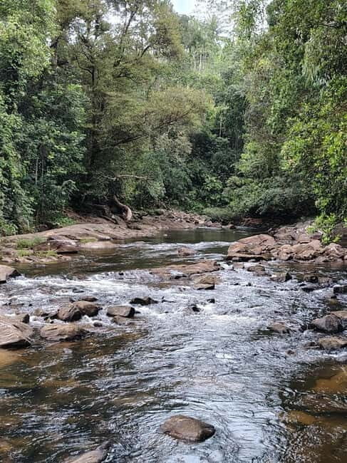 From Colombo/Kalutara: Full-Day Sinharaja Guided Eco Trek - The Journey: A Step-by-Step Breakdown