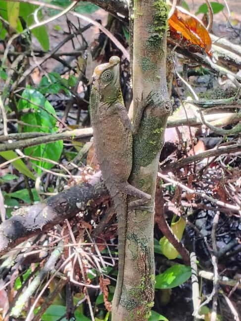 From Colombo/Kalutara: Full-Day Sinharaja Guided Eco Trek - Who Will Love This Tour?