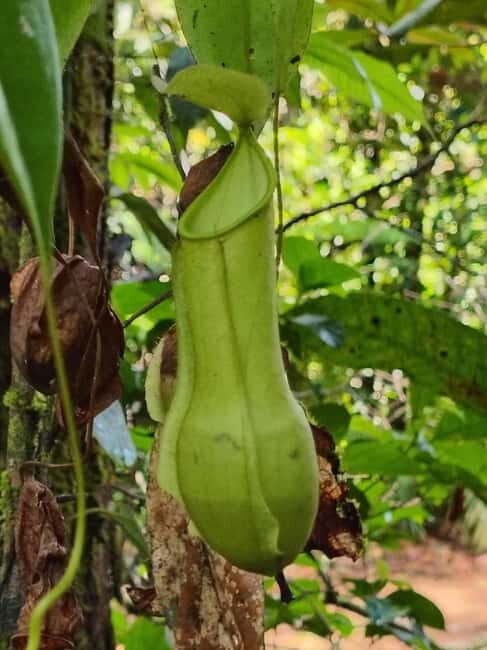 From Colombo/Kalutara: Full-Day Sinharaja Guided Eco Trek - FAQ