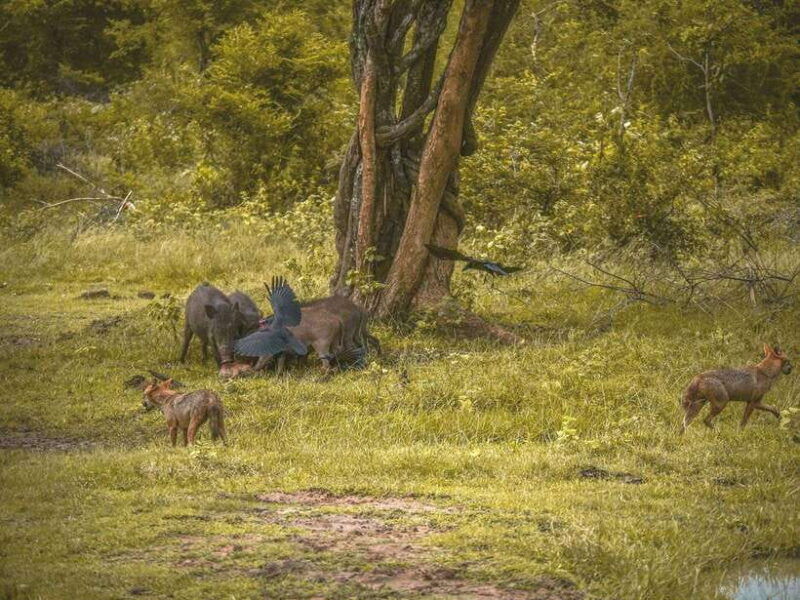 from-colombo-kaluthara-bentota-udawalawe-safari-tour