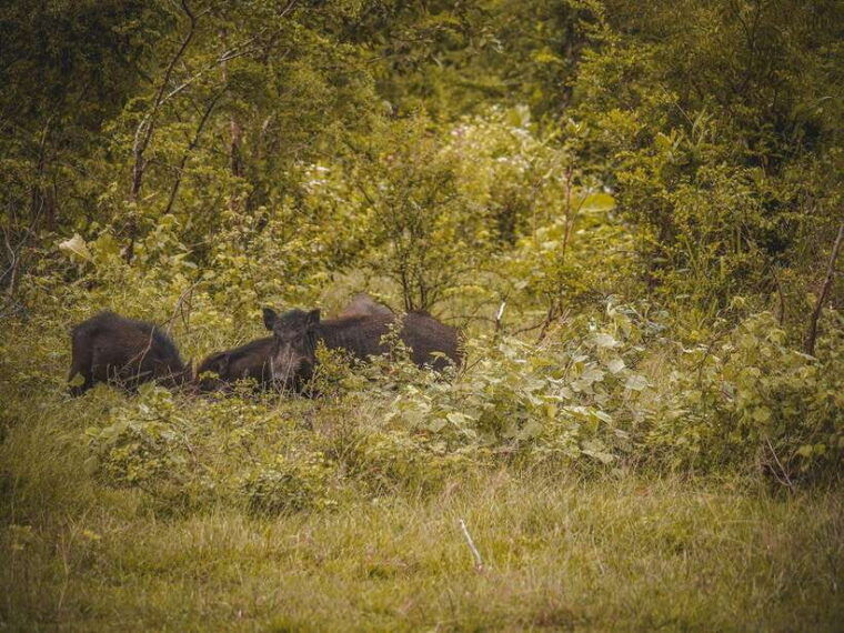 from-colombo-kaluthara-bentota-udawalawe-safari-tour