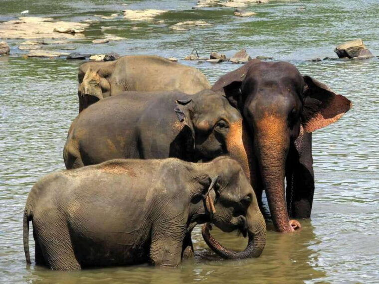 from-colombo-kandy-day-tour-with-hotel-pickup-and-drop-off